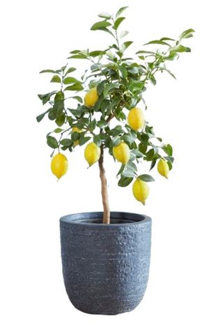 Thompson & Morgan Lemon (Citrus Fruit)