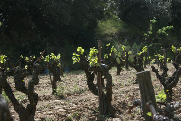 Chateauneuf in spring