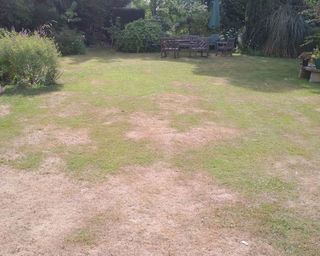 brown lawn in summer with patches