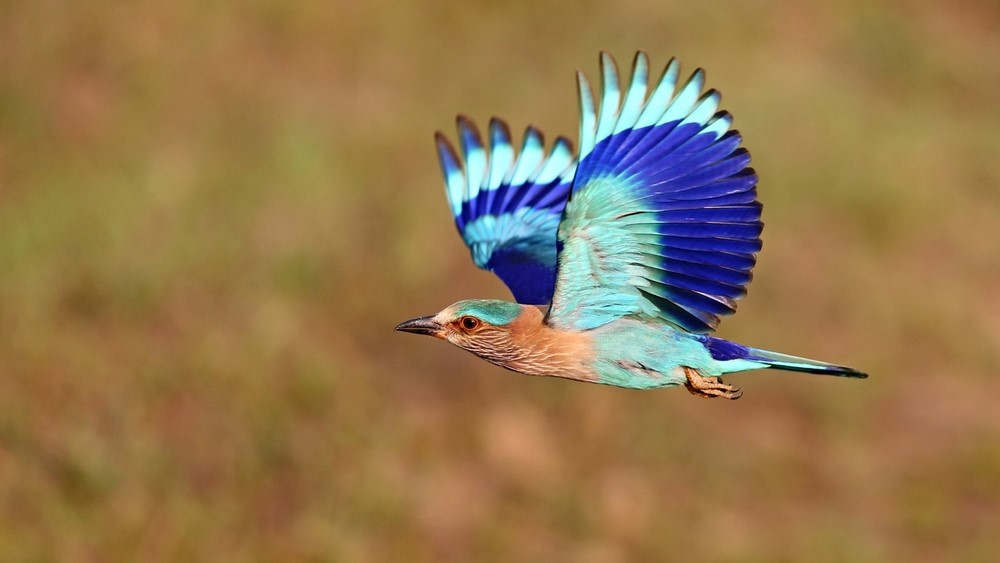 An Indian roller middair with blue wings outstretched.