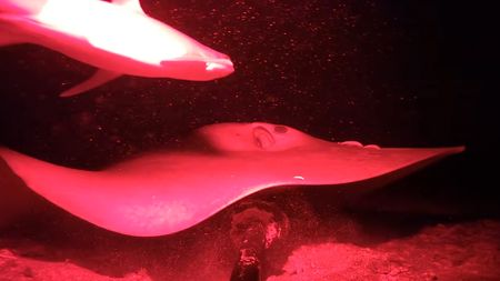 A sea creature swims in the dark depths of the ocean. 