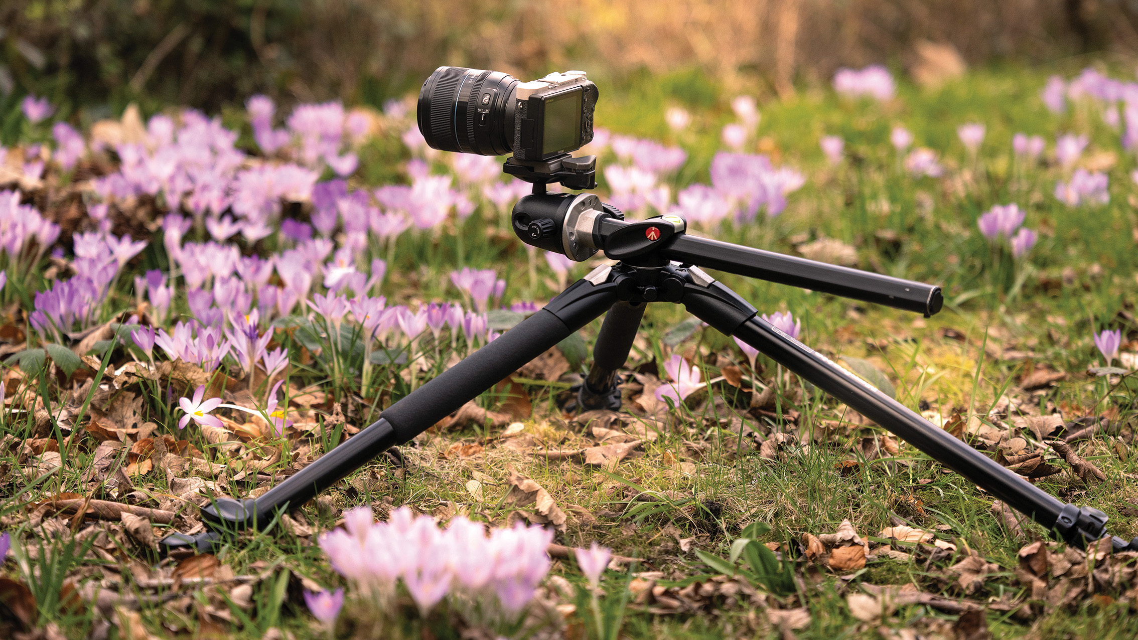 A camera on a low tripod is set among blooming purple flowers on a grassy field, capturing a serene, nature-focused scene in warm light