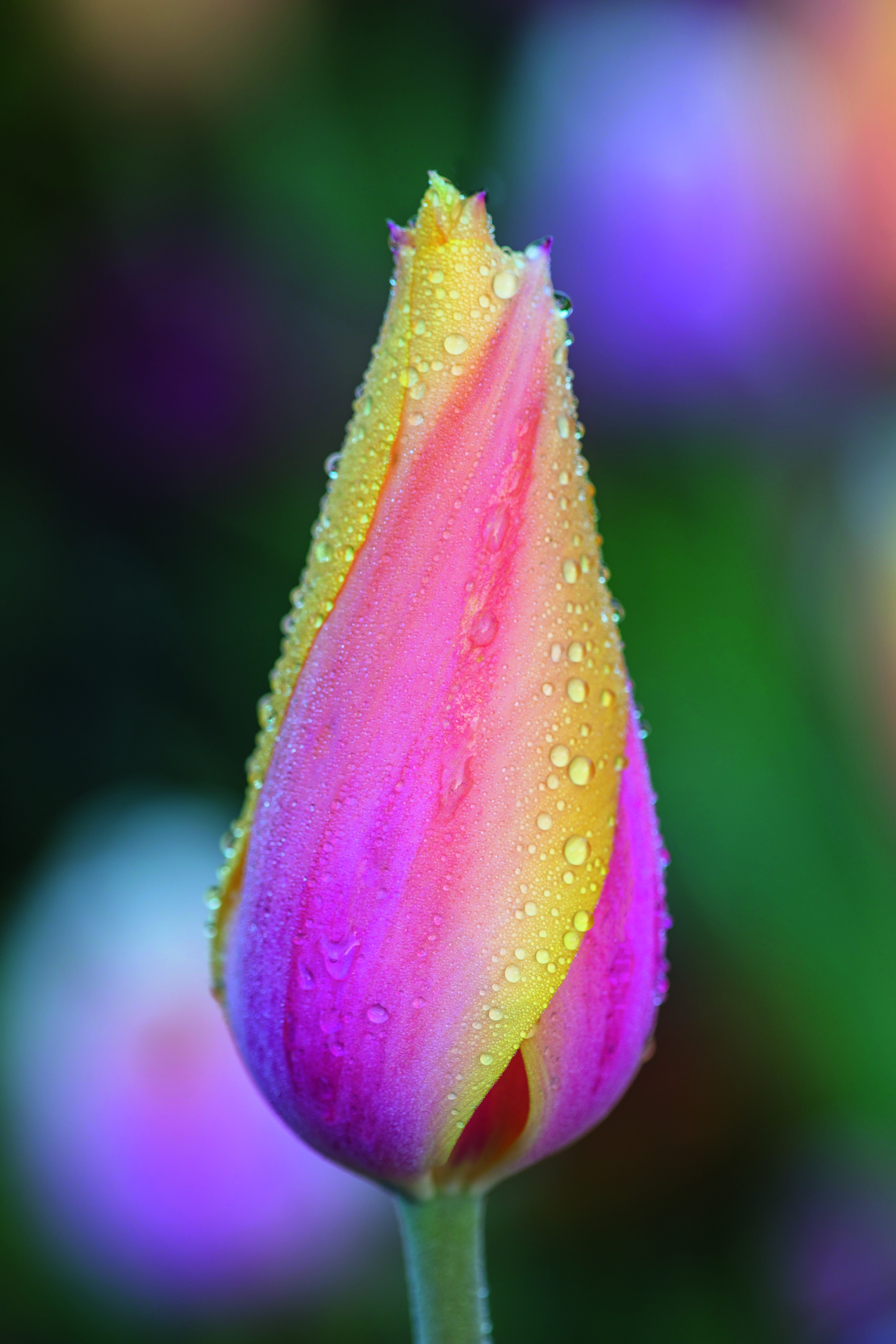 CLOSE UP PLANT PORTRAIT OF TULIPA 'BLUSHING LADY'.