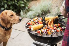 4 reasons you shouldn’t let pets eat BBQ food: dogs are tempted