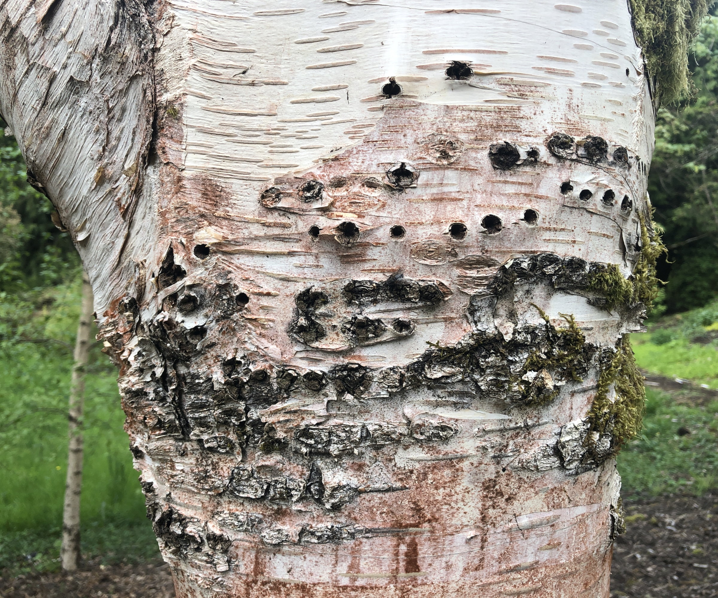 A birch tree trunk damaged by the bronze birch borer