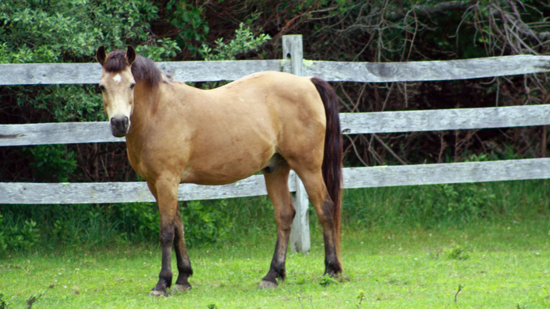 buckskin horse in field