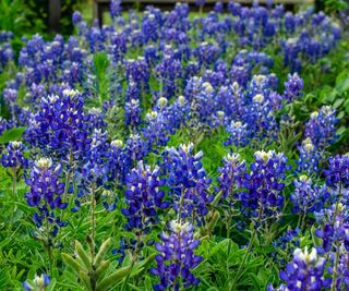 texas bluebonnet in flower