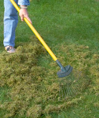 raking moss from a lawn