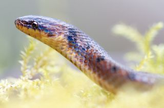 hell snake Atractus