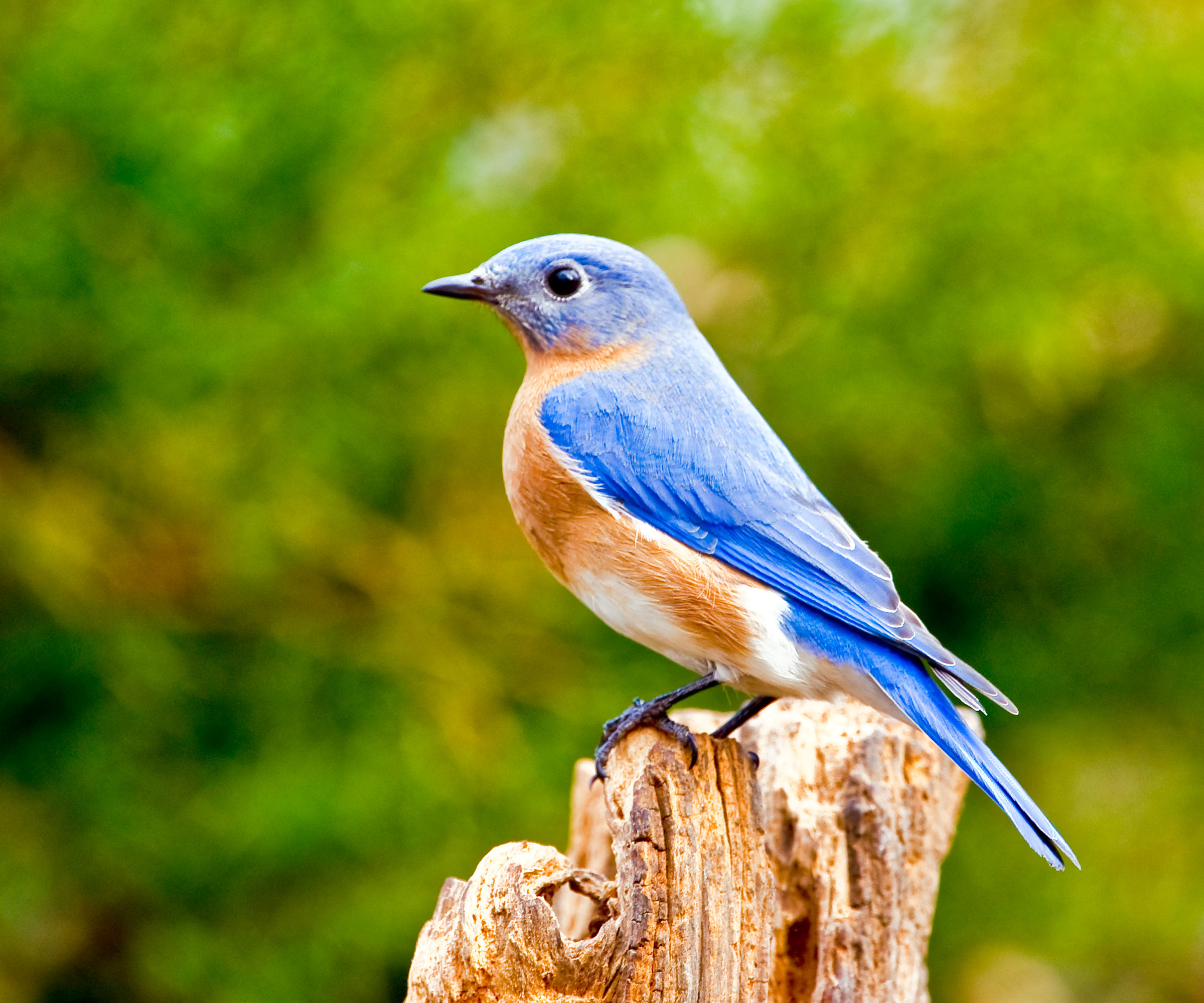 bluebird sitting on small wooden stump in garden