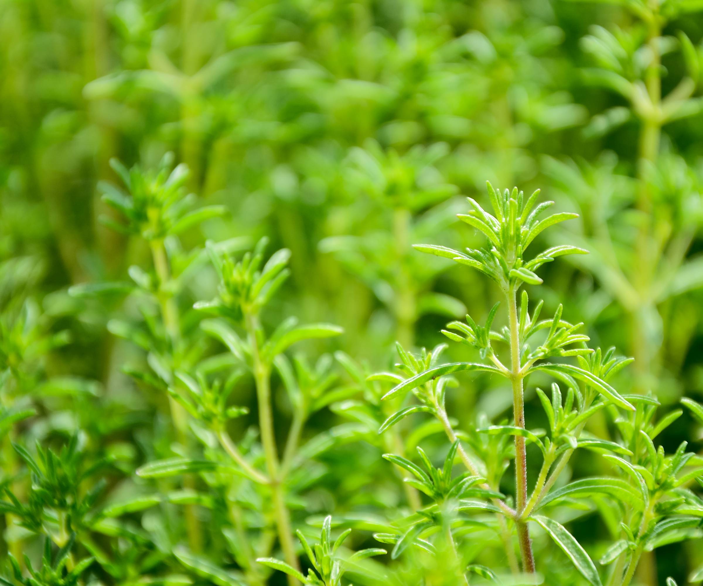 Close up of summer savory plant