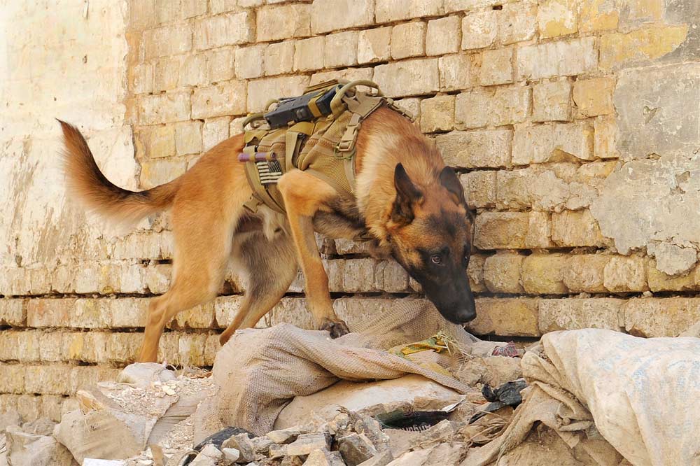 military dog