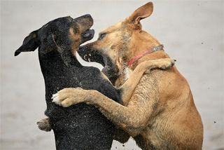 Two dogs fighting