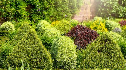 Multiple evergreen bushes beside a brick wall in a garden
