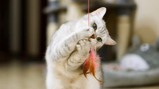 White cat biting feather teaser toy