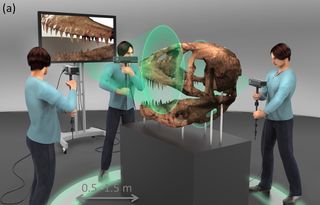 In a scanning technique that captured details of Sue's skull, a user held a monopod-mounted Kinect at close range from the fossil.