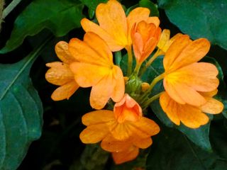 orange Crossandra plant