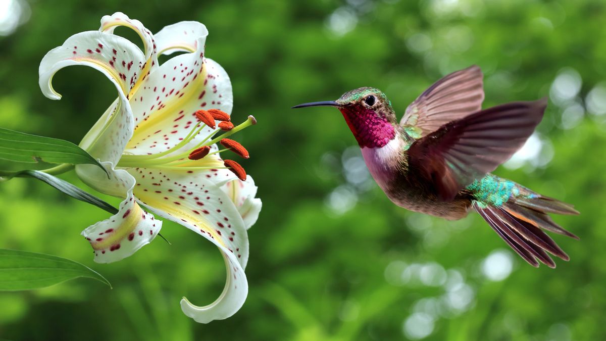 Hummingbirds Remember the Best Feeding Spots for Years – These 5 Simple Tricks Make Your Yard Unforgettable