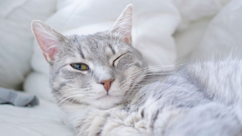Why do cats blink? And does blinking slowly help with feline