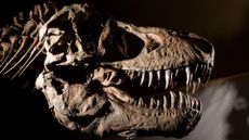 Tyrannosaurus rex skull.