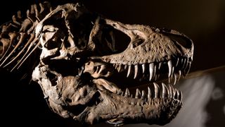 Tyrannosaurus rex skull.