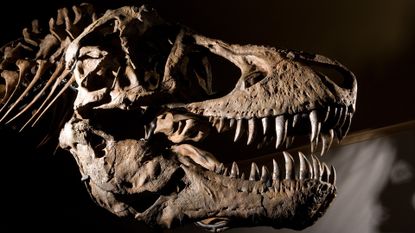 Tyrannosaurus rex skull.