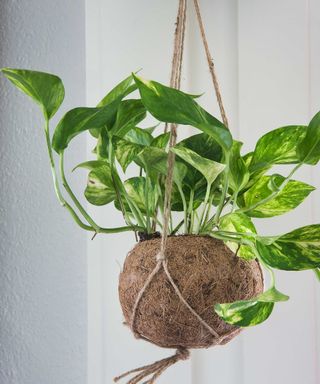 Variegated pothos plant in coconut hanging planter indoors