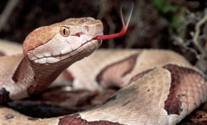 Copperhead snake