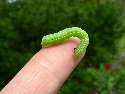 Cabbage Looper Insect On A Finger