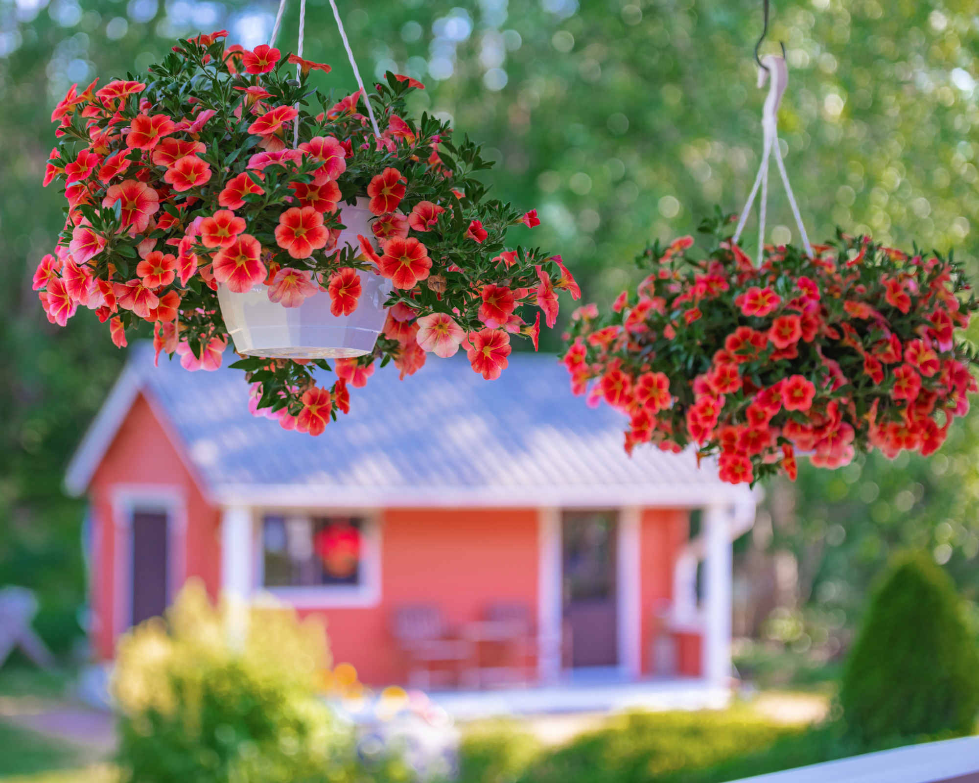 two hanging baskets full of healthy plants abundant with red flowers hanging from a porch with a garden in the background