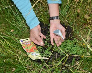 Sowing poppy seeds in a wildflower lawn