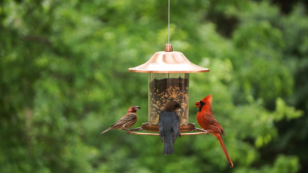 Birds eating at an ideal bird feeder