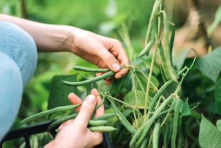 picking green beans in summer