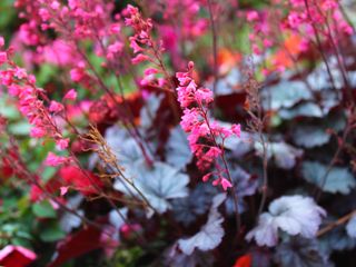 coral bells with pink flowers