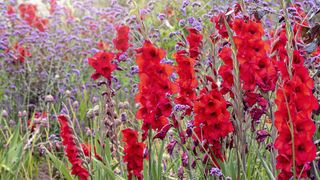 Red and purple gladioli flowers in a meadow