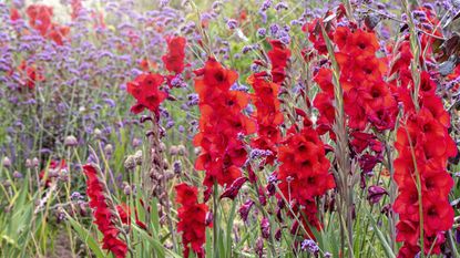 Red and purple gladioli flowers in a meadow