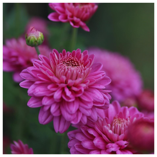 A close-up of a pink chrysanthemum flower