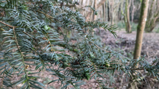 Yew tree at the University of Surrey