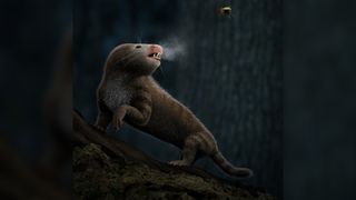An artist's illustration of a mammal ancestor breathing out hot air on a cold night, a hint that it is warm-blooded. 