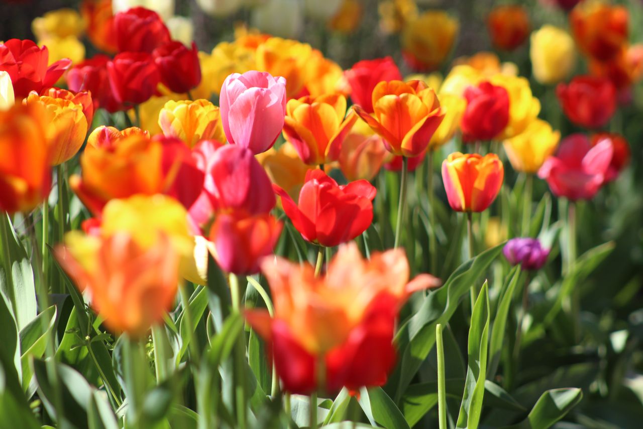 Monty Don&#039;s advice on how to plant tulips