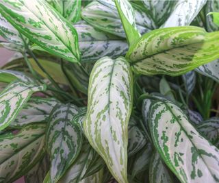 Chinese evergreen leaves turning yellow