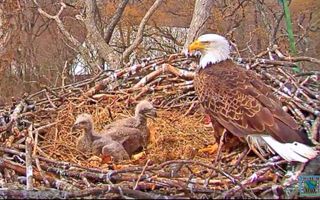 Washigton D.C.'s Earth Conservation Corps. needs your help naming these two fuzzy baby eaglets.