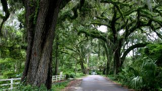 photo of oak tree-lined road in florida, with moss growing on the trees