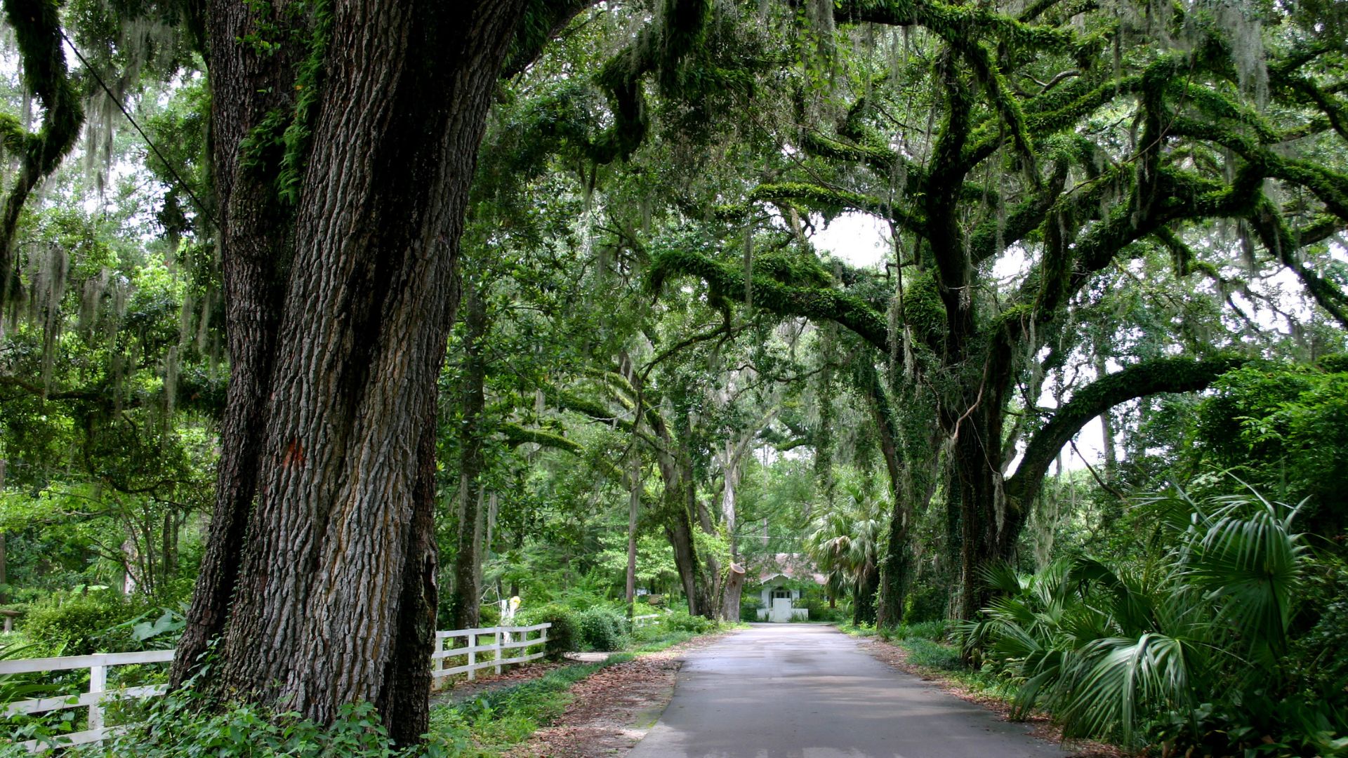 foto de una carretera bordeada de robles en florida, con musgo creciendo en los árboles