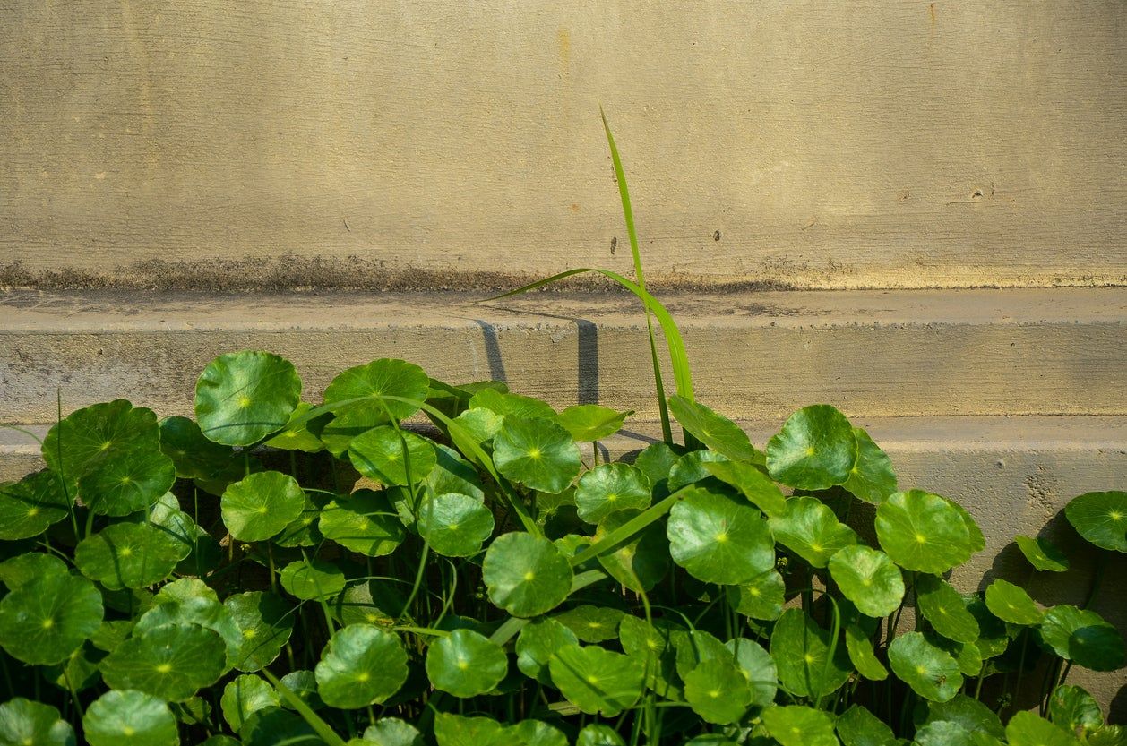 whorled pennywort