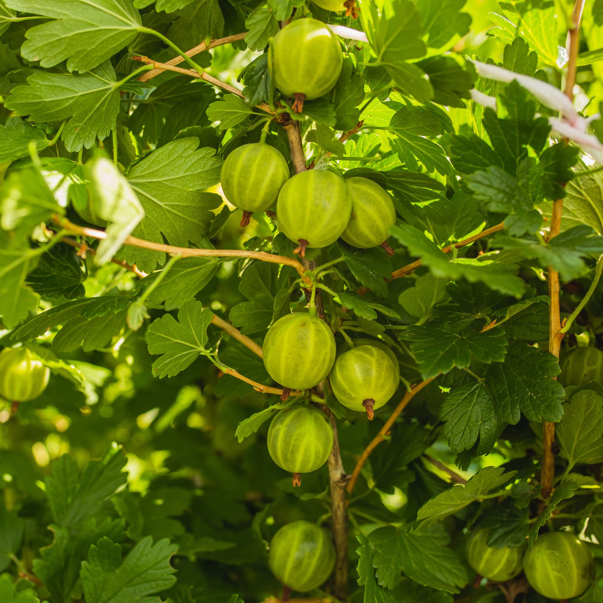 Gooseberries growing on gooseberry bush in garden