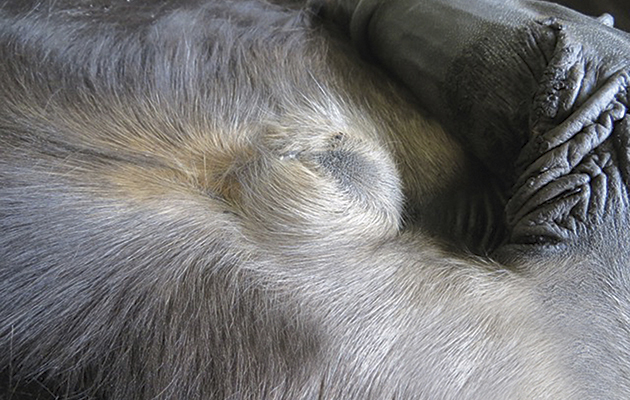 Umbilical hernias usually occur in the first few weeks of a foal&amp;rsquo;s life