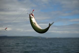 mackerel on a line