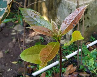 Mango seedling growing in the ground