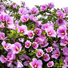 Rose of Sharon shrub in full bloom with pink flowers
